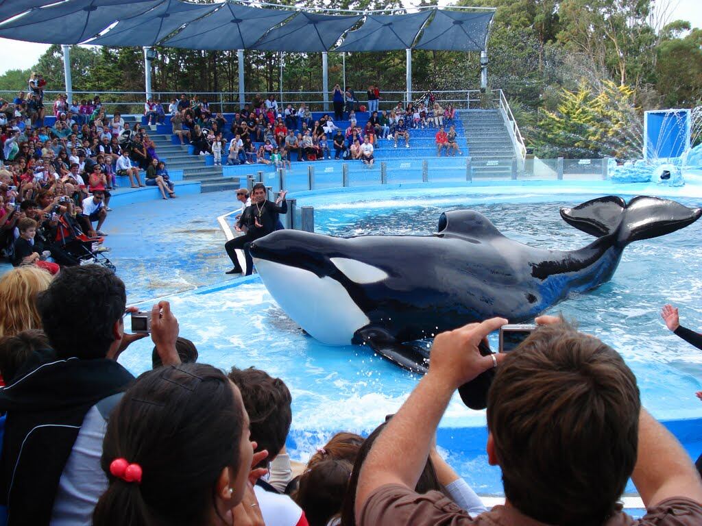 La senadora por el Frente de Todos, Nora del Valle Giménez, presentará junto a organizaciones animalistas un proyecto para prohibir los espectáculos marinos en Argentina (Cierren Mundo Marino Blog).