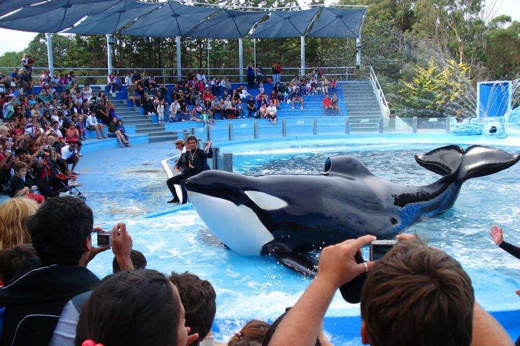 La senadora por el Frente de Todos, Nora del Valle Giménez, presentará junto a organizaciones animalistas un proyecto para prohibir los espectáculos marinos en Argentina (Cierren Mundo Marino Blog).