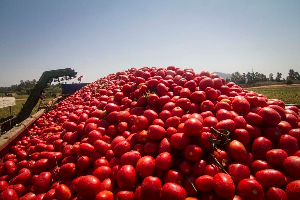 La importación de tomates, otra consecuencia del modelo libertario que preocupa a los productores locales.
