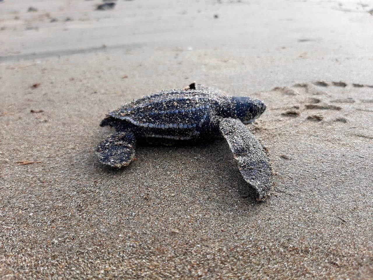 Las tortugas laúd encabezan el listado de los "íconos de la biodiversidad" más amenazados. (Foto: EFE)