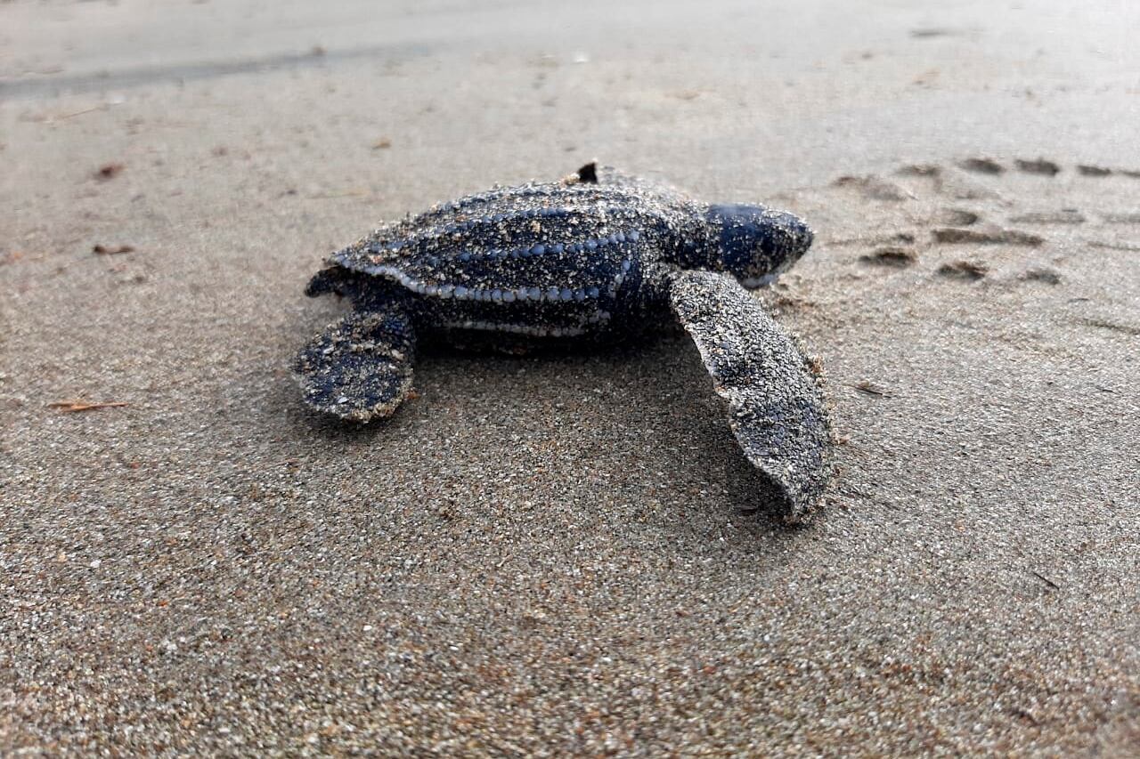 Las tortugas laúd encabezan el listado de los "íconos de la biodiversidad" más amenazados. (Foto: EFE)