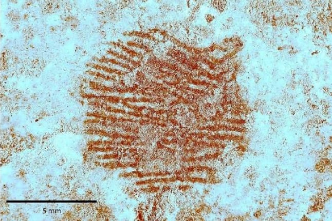 El rastro fue encontrado en el yacimiento del Abrigo de San Lázaro, en Segovia, España.