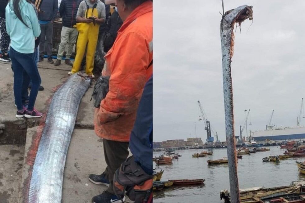 ¿Puede anticipar terremotos, tsunamis y catástrofes el pez remo?