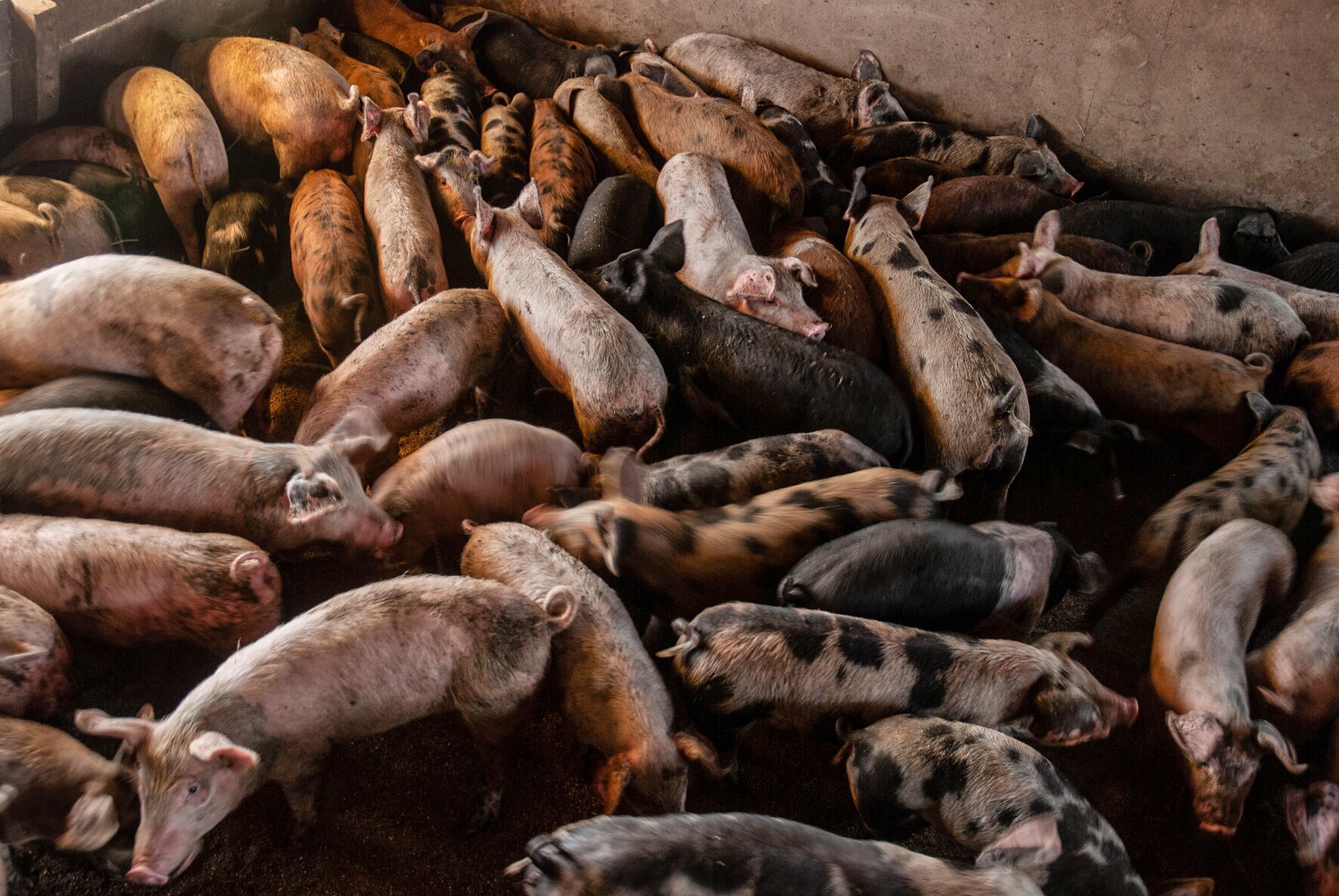 Megagranjas o chacras medianas, he ahí el dilema.