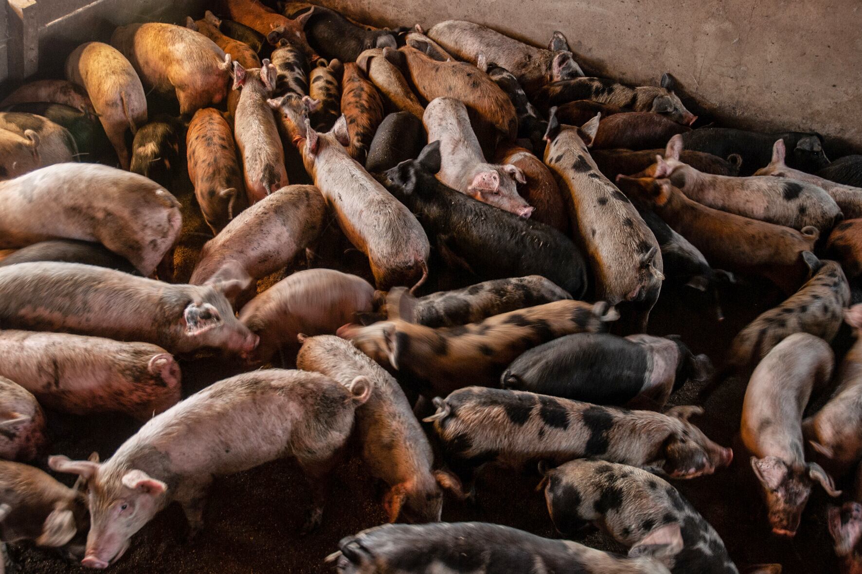 Megagranjas o chacras medianas, he ahí el dilema.