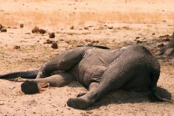 El cambio climático extingue especies.