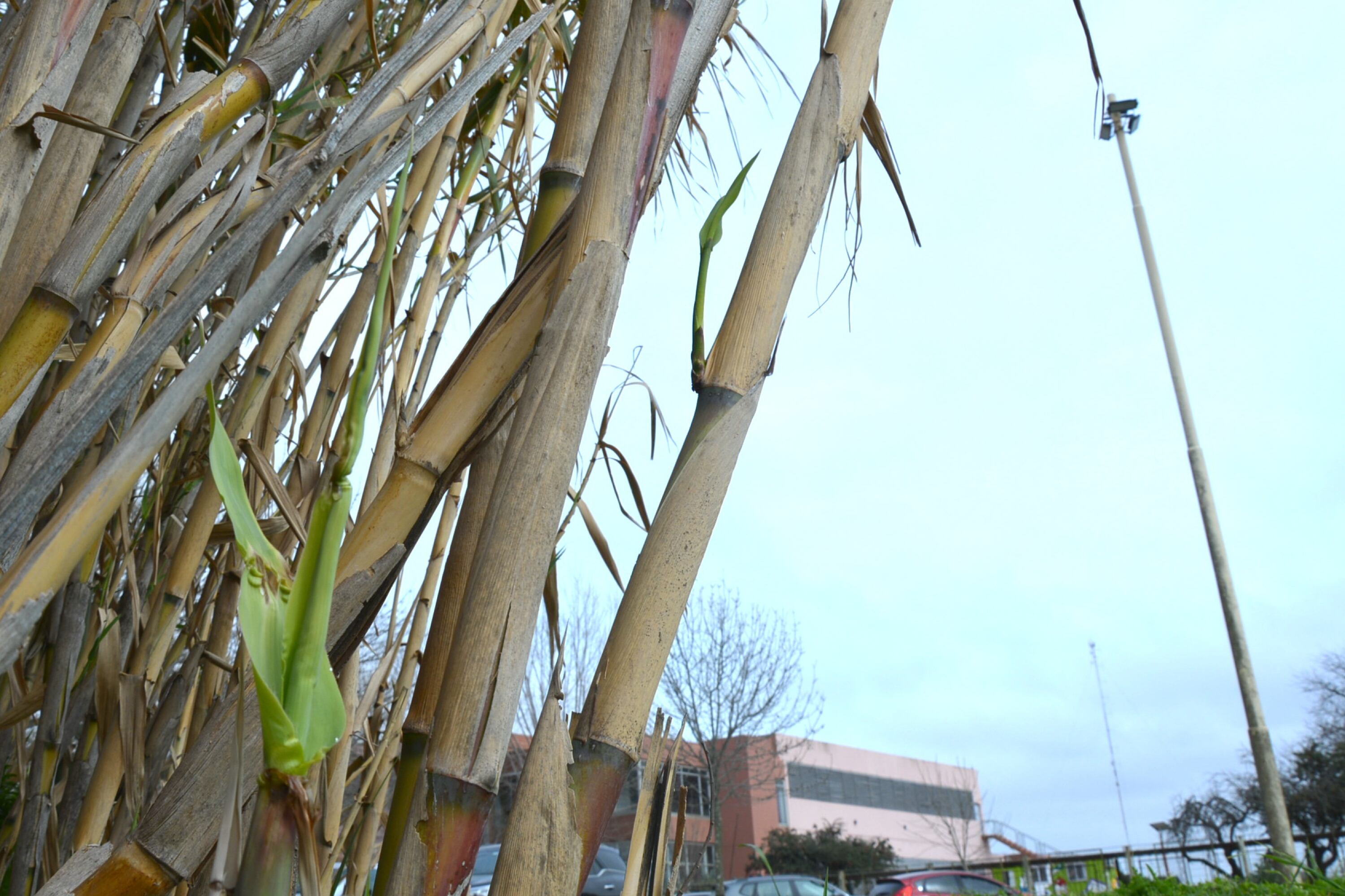 En Argentina el biogás se destina en su mayoría para producir energía eléctrica.