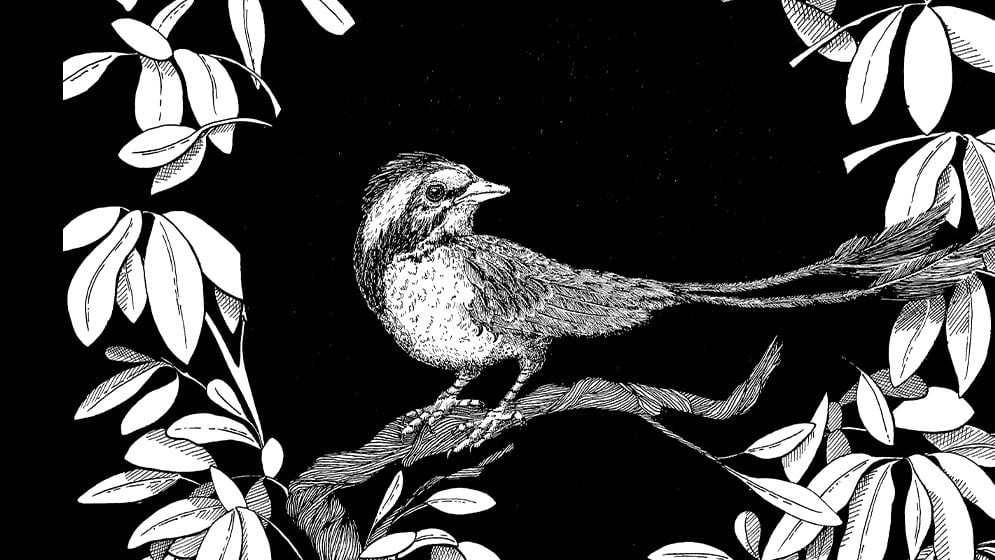 Posible aspecto en vida de Yatenavis. (Ilustración: Florencia Zorzoli) 