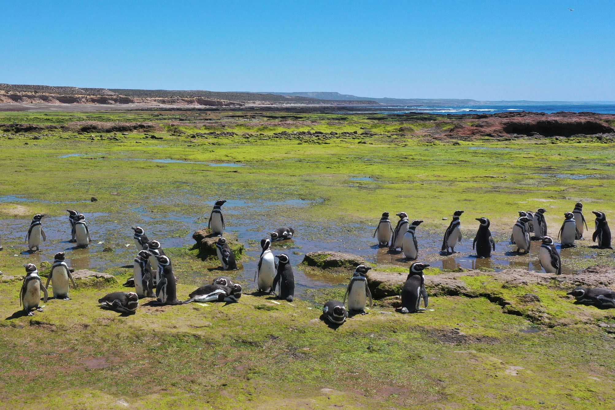 La masacre de Punta Tombo provocó un desastre ecológico.