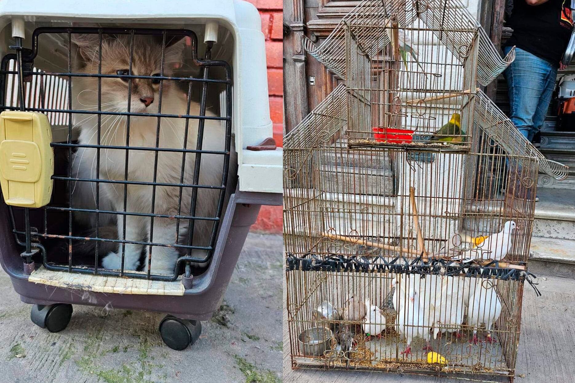 Además de gatos, había un perro, conejos y aves