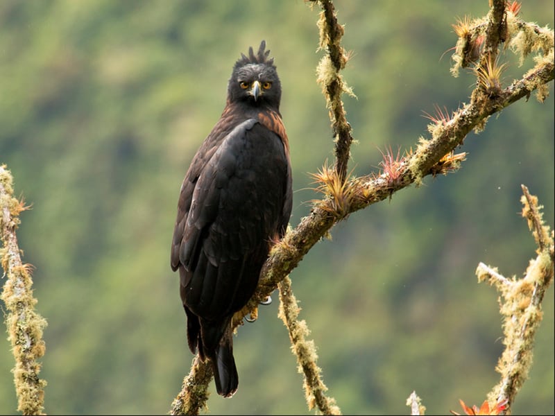 Águila Poma