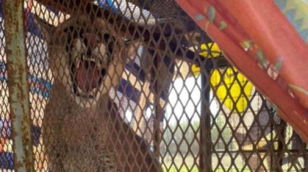 El puma encontrado en el baño de una vivienda luego de ser atrapado