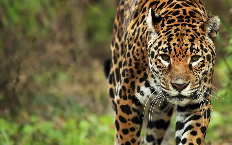 Se estima que quedan menos de 250 ejemplares de yaguareté en toda la Argentina.