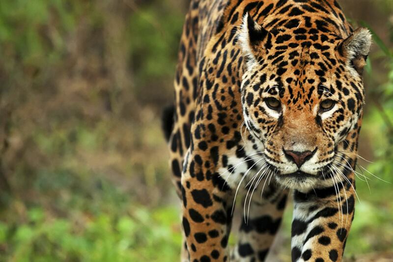 Se estima que quedan menos de 250 ejemplares de yaguareté en toda la Argentina.