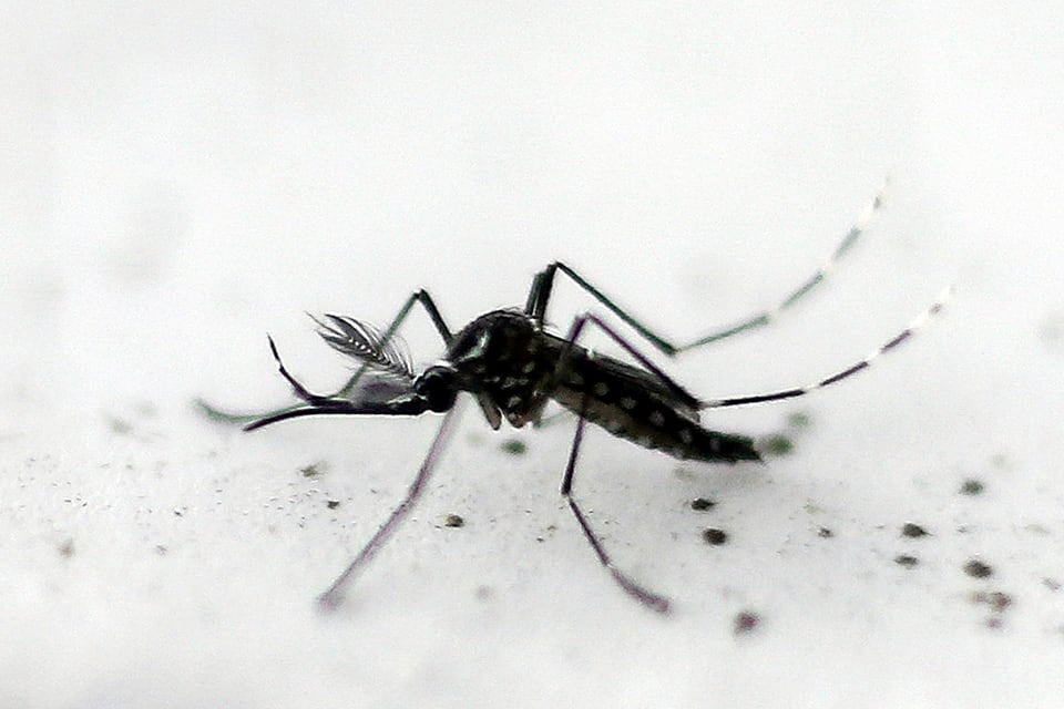 MOSQUITO DENGUE-21/02/2025