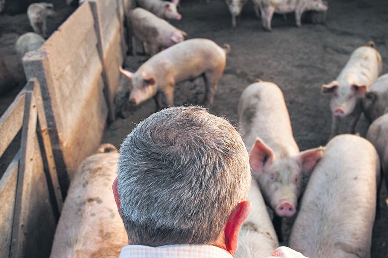 Los empresarios advirtieron que los porcinos estadounidenses tienen el “virus del pie azul”.