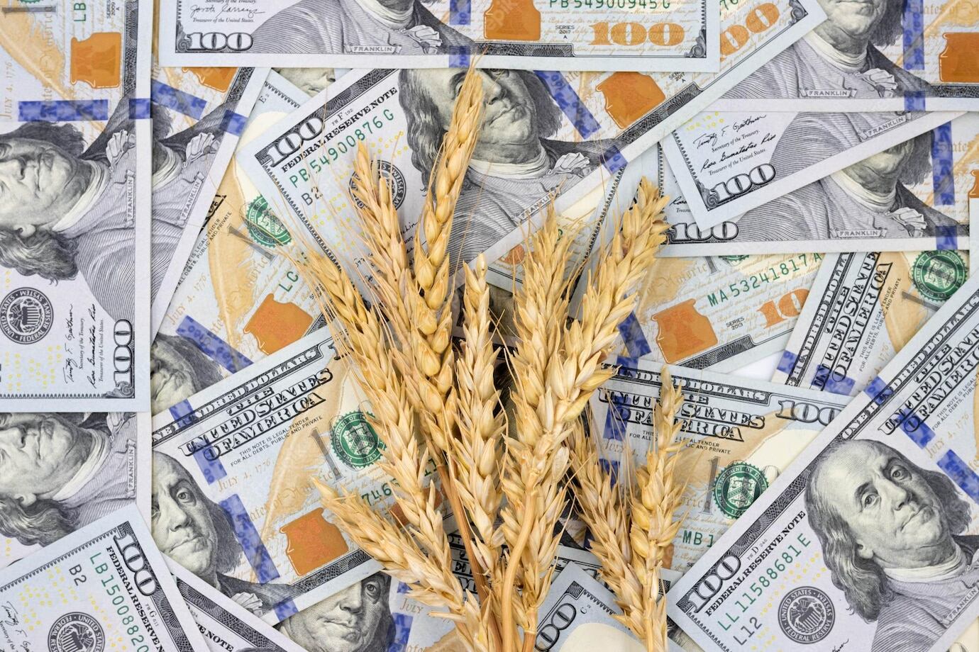 El Gobierno anunció el "dólar agro" este miércoles. (Foto: Freepik)
