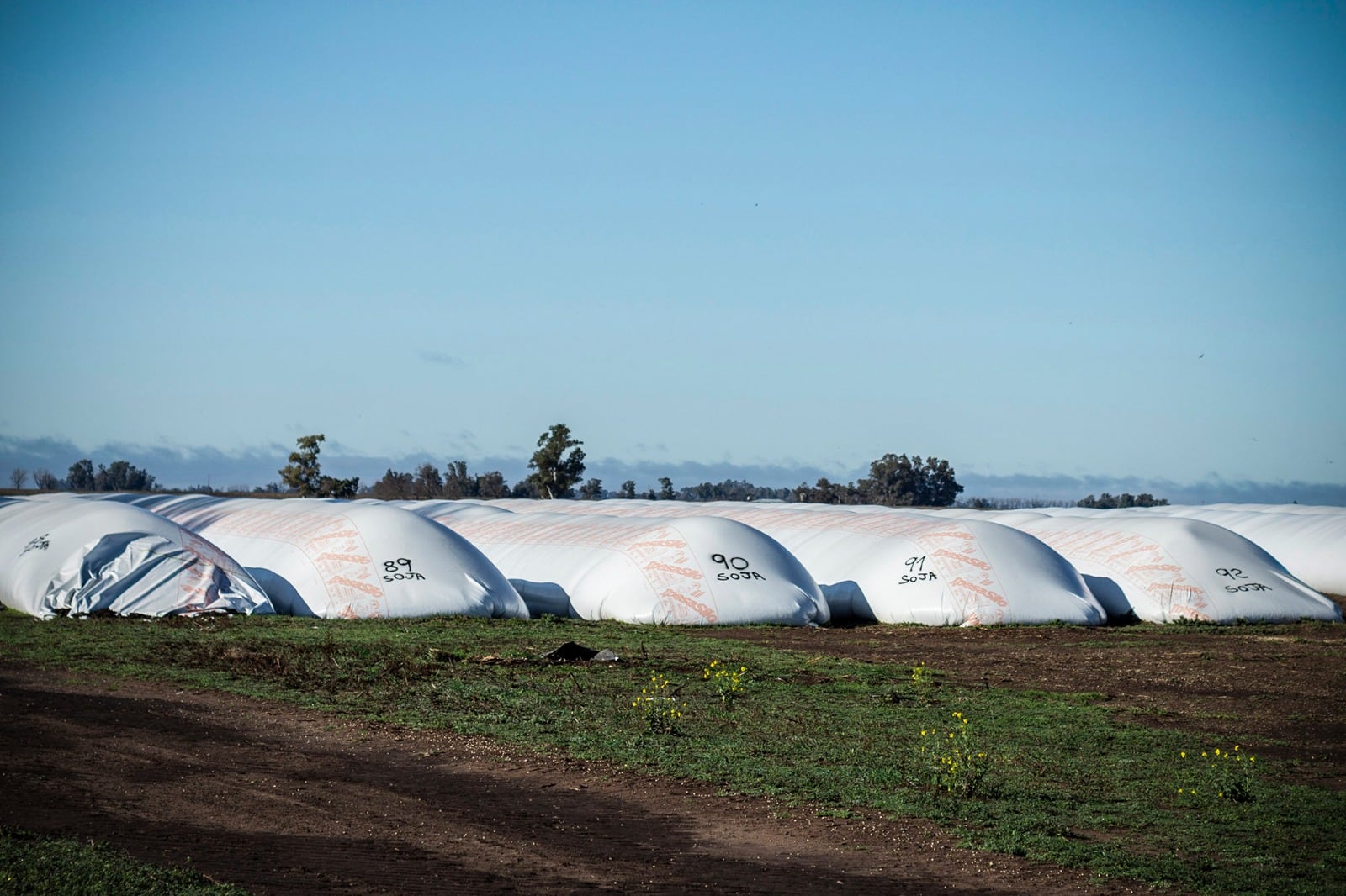 Los silobolsas, llenos como nunca de porotos de soja ansiosos por salir a un nuevo dólar