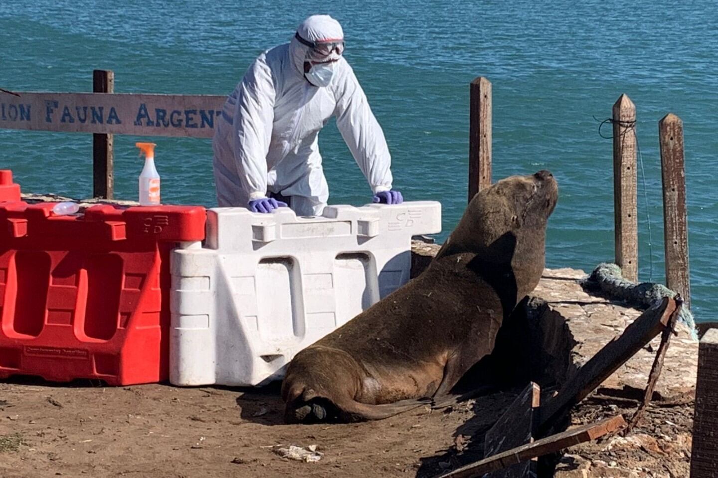 Decenas de lobos marinos murieron en las costas por gripe aviar: cómo evitar el contagio en perros. (Foto: Senasa)