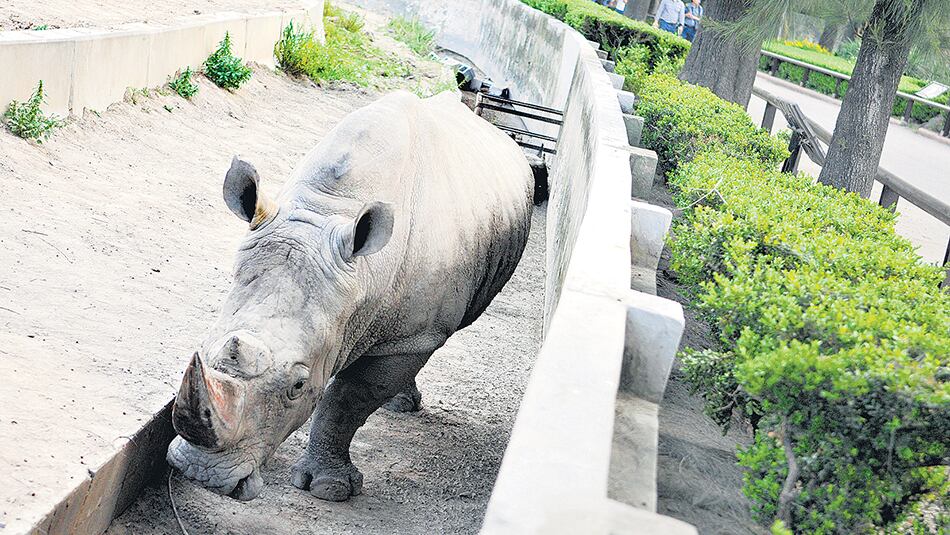 El rinoceronte Gaspar quedó solo, pero cerca suyo están los restos de Ruth.