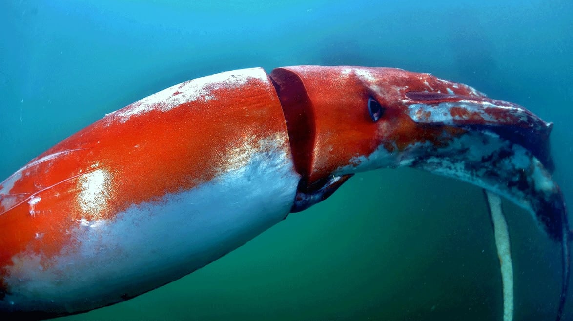 Una pareja de buceadores tomó imágenes del especimen cerca de las costas de Japón. 
