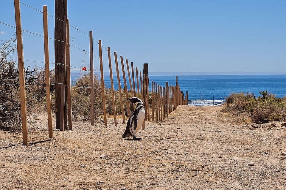 La Reserva Punta Tombo cuenta con una de las colonias de pingüinos más importantes del mundo. 