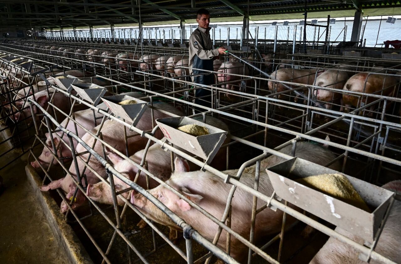 La producción local de cerdo se duplicó en los últimos 10 años y suma 700 mil toneladas anuales.