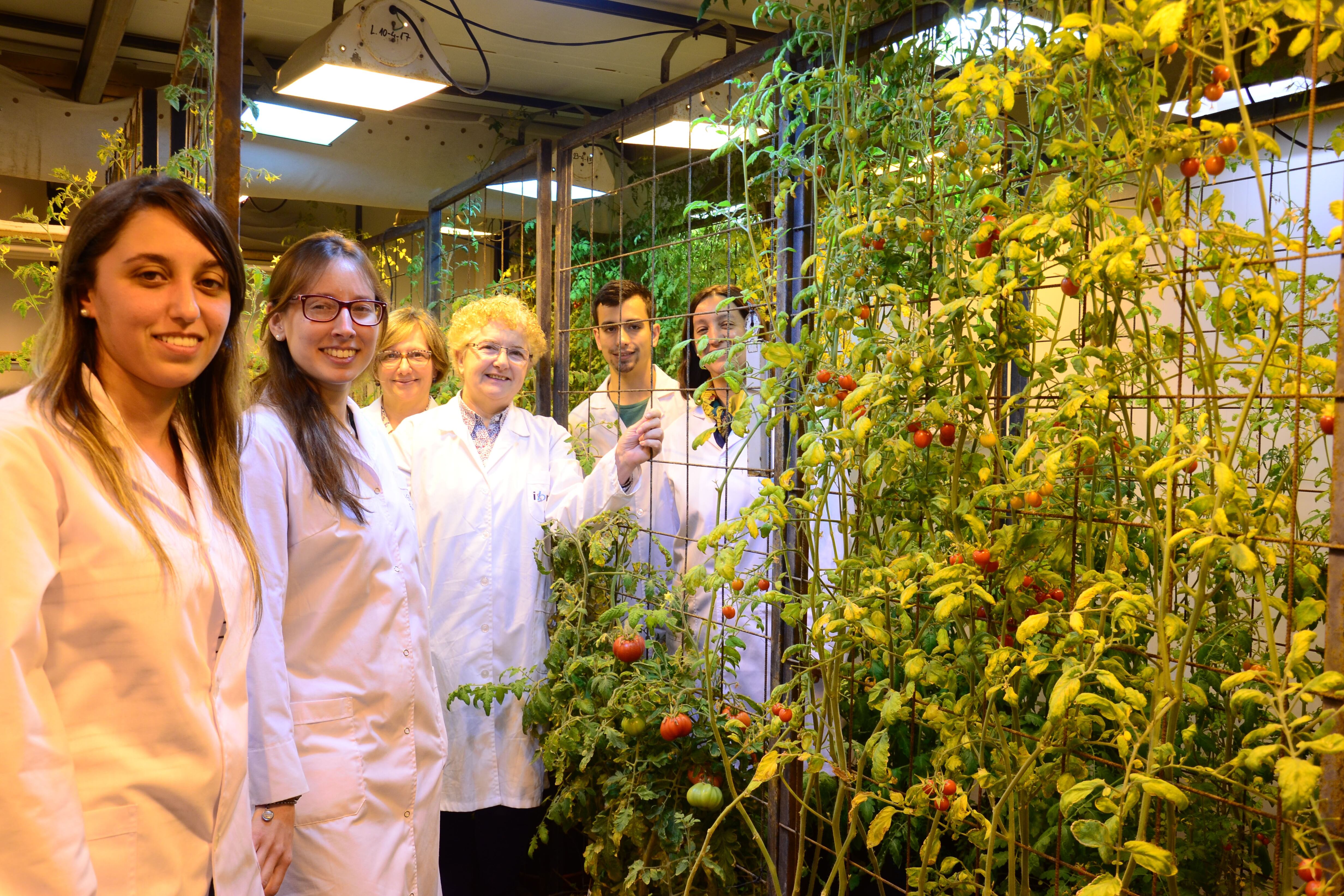 El grupo de investigación se dedica a los mecanismos moleculares de los tomates.
