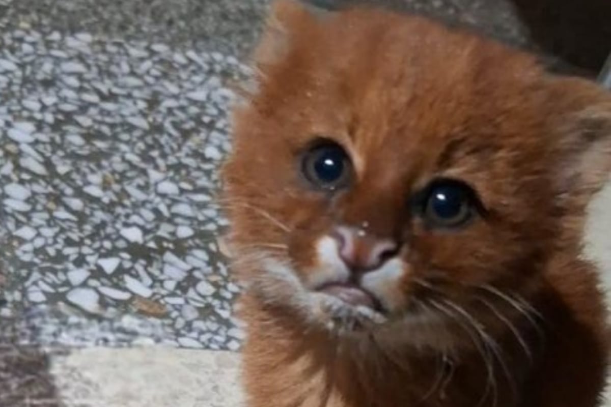 El puma yaguarundí que fue hallado en Santa Fe