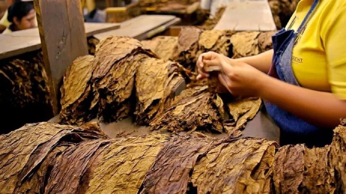 La industria del tabaco. Los precios a la salida de fábrica aumentaron más del 6 por ciento.