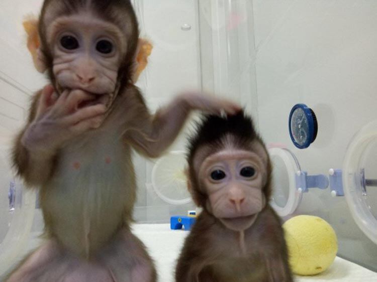 Las dos hembras de macacos que clonaron en China.