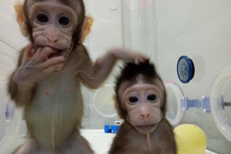 Las dos hembras de macacos que clonaron en China.