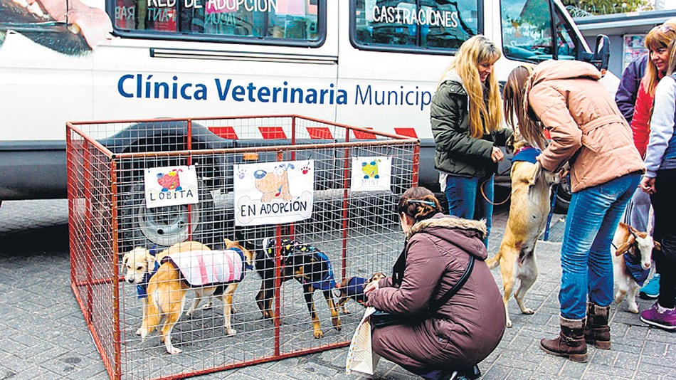 Los perritos de la calle son tratados por los empleados de la veterinaria municipal.