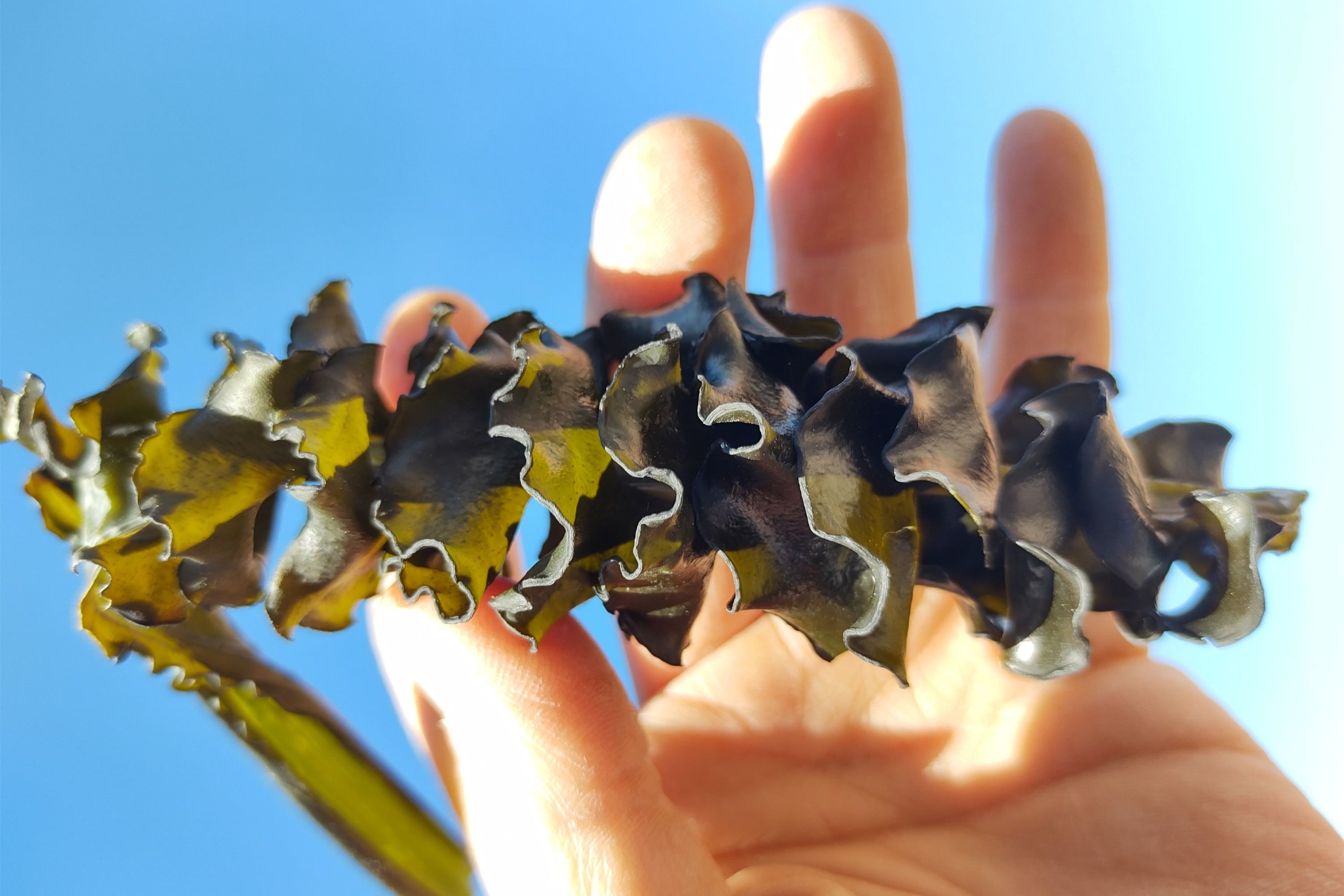 El Mekabu es una parte del alga Wakame que se come, tiene una textura viscosa y es saludable.