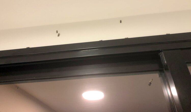 Las polillas dijeron presente en forma masiva en los últimos días.