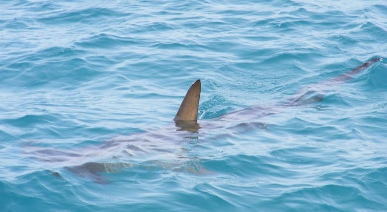 Las muestras fueron tomadas en Recreio dos Bandeirantes, un área de la zona oeste de Río de Janeiro, entre septiembre de 2021 y agosto de 2023