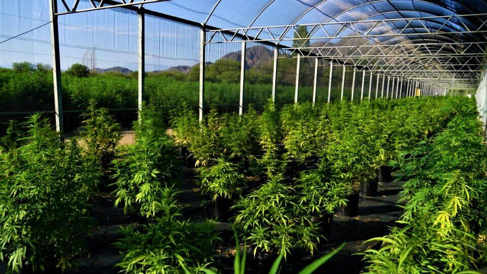 La Rioja produce aceite de cannabis.
