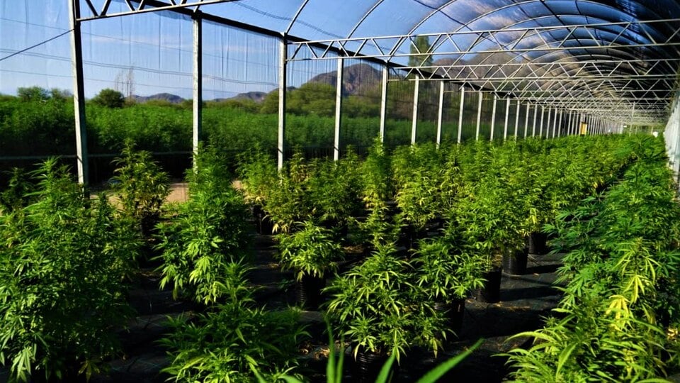 La Rioja produce aceite de cannabis.