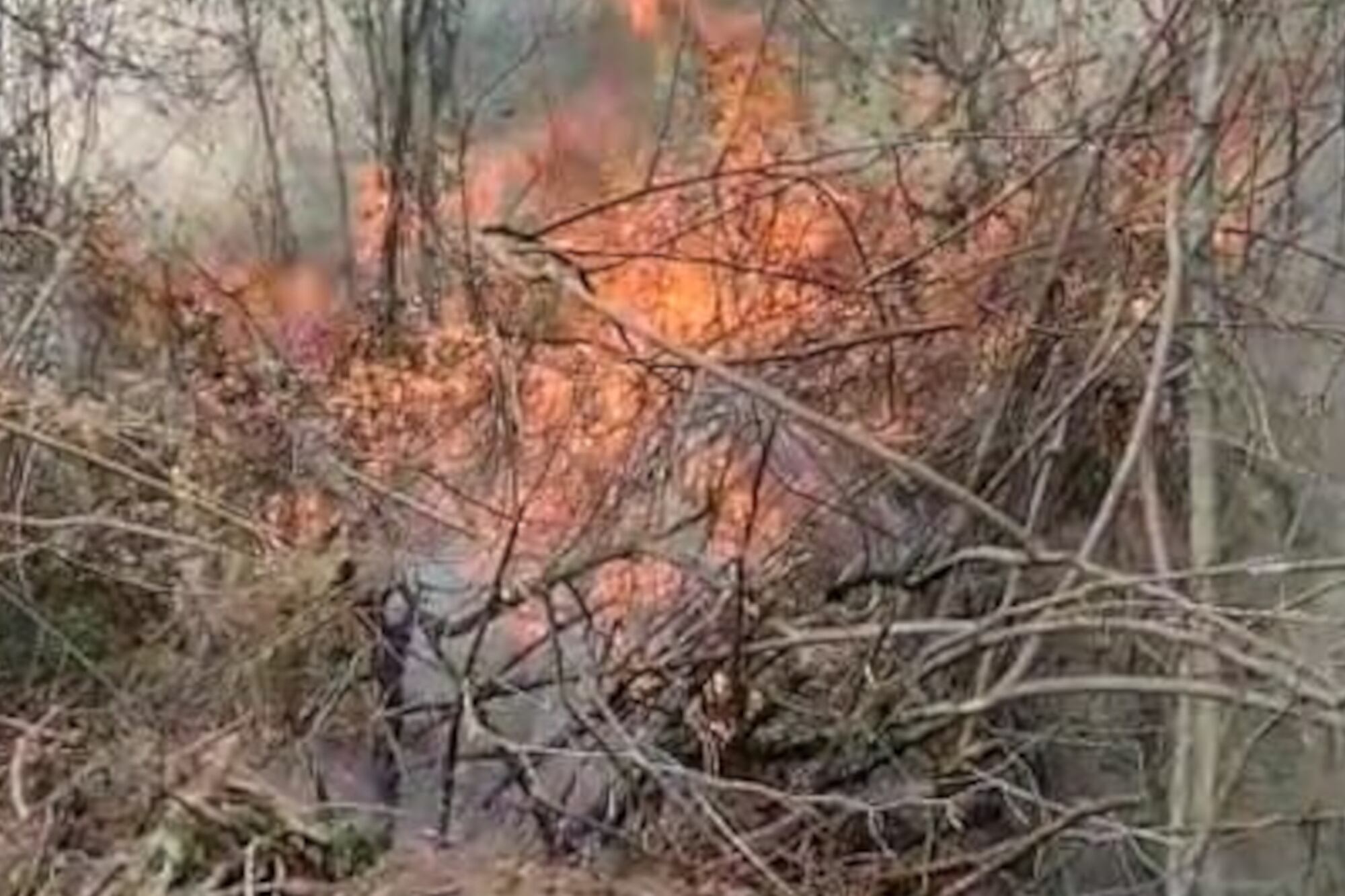 El fuego en el bosque seco de las Yungas salteñas.
