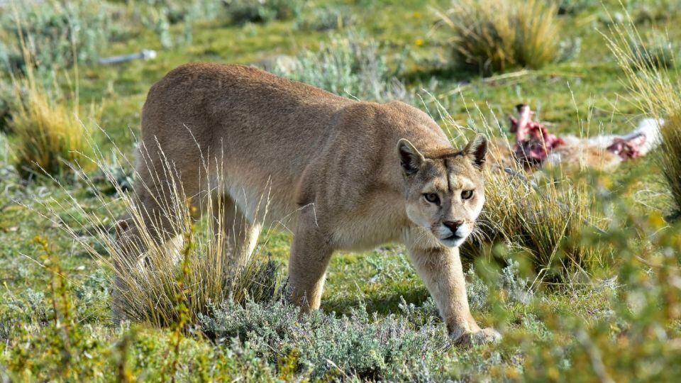 Un puma camina por las calles de Trelew, Chubut