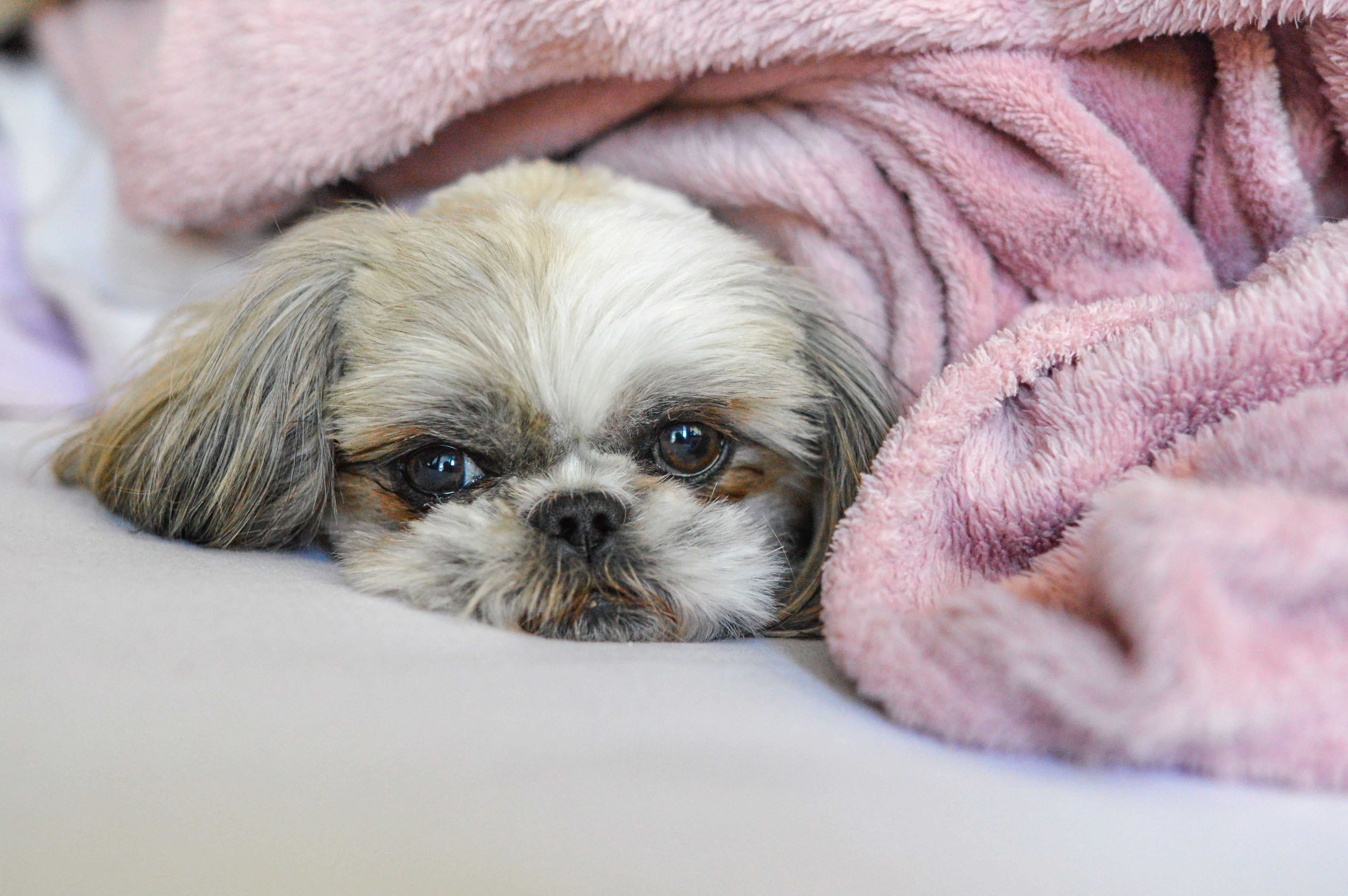 5 posibles causas por las que los perros orinan en la cama y cómo solucionarlo. Imagen: FreePik.  
