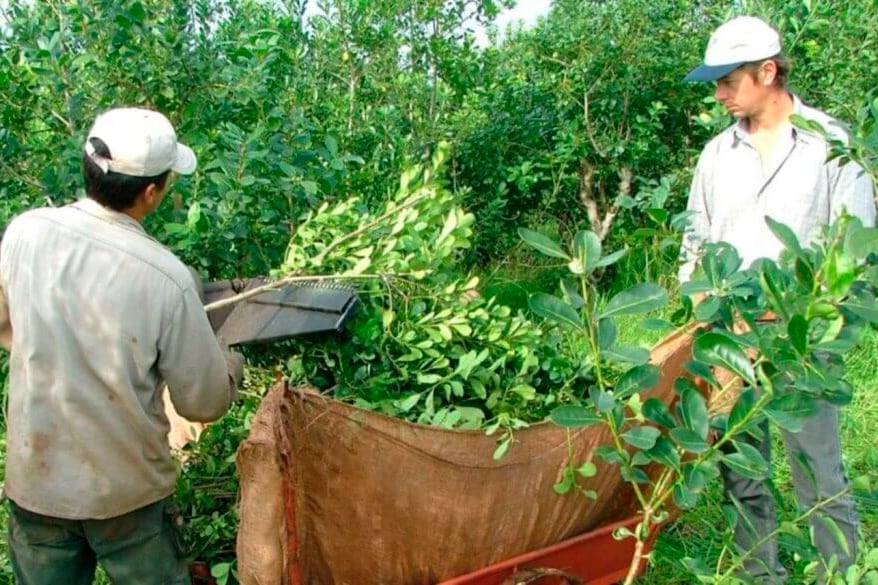 La yerba mate orgánica integra el top 3 de productos más elegidos en la práctiva de consumo sustentable.