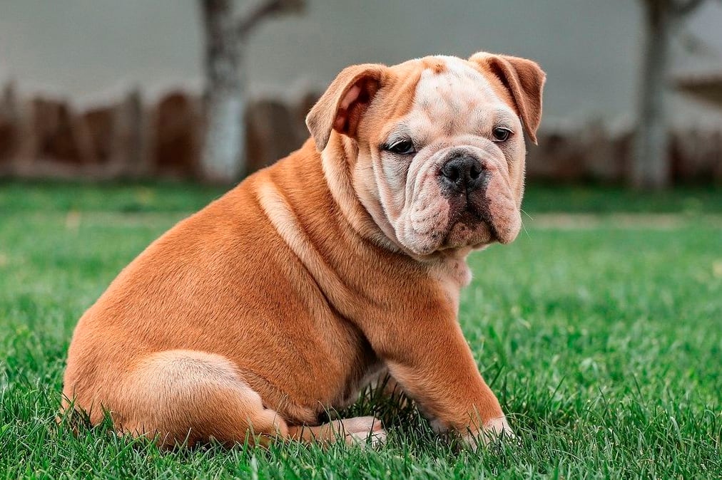 Los bulldogs son perros braquicéfalos, es decir, con hocico chato