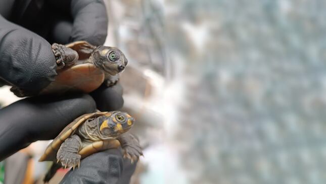Los pequeños animales fueron llevados a un centro de crianza 
