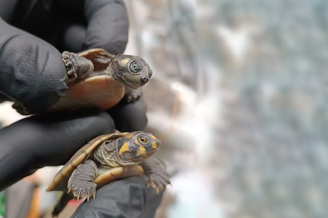 Los pequeños animales fueron llevados a un centro de crianza