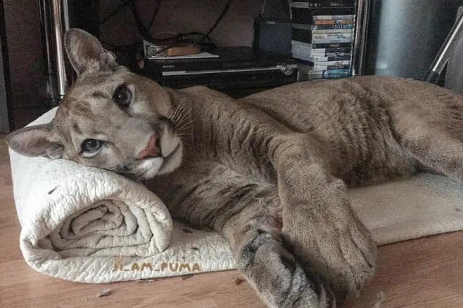 El pasillo de la afición pumera tiene miles de puertas: están aquellos rescatados, los furtivos, y los usados como artilugio pop en redes