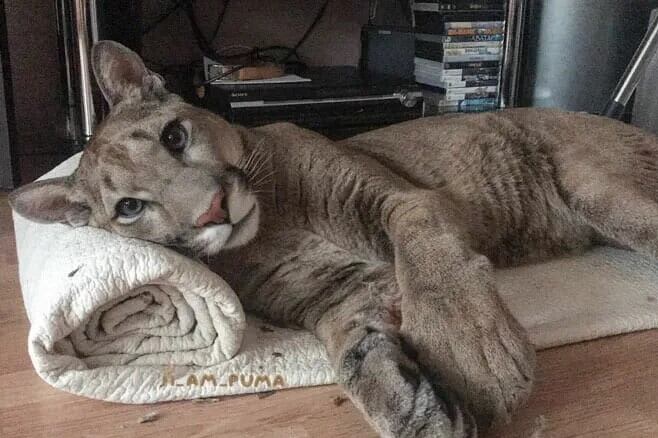 El pasillo de la afición pumera tiene miles de puertas: están aquellos rescatados, los furtivos, y los usados como artilugio pop en redes