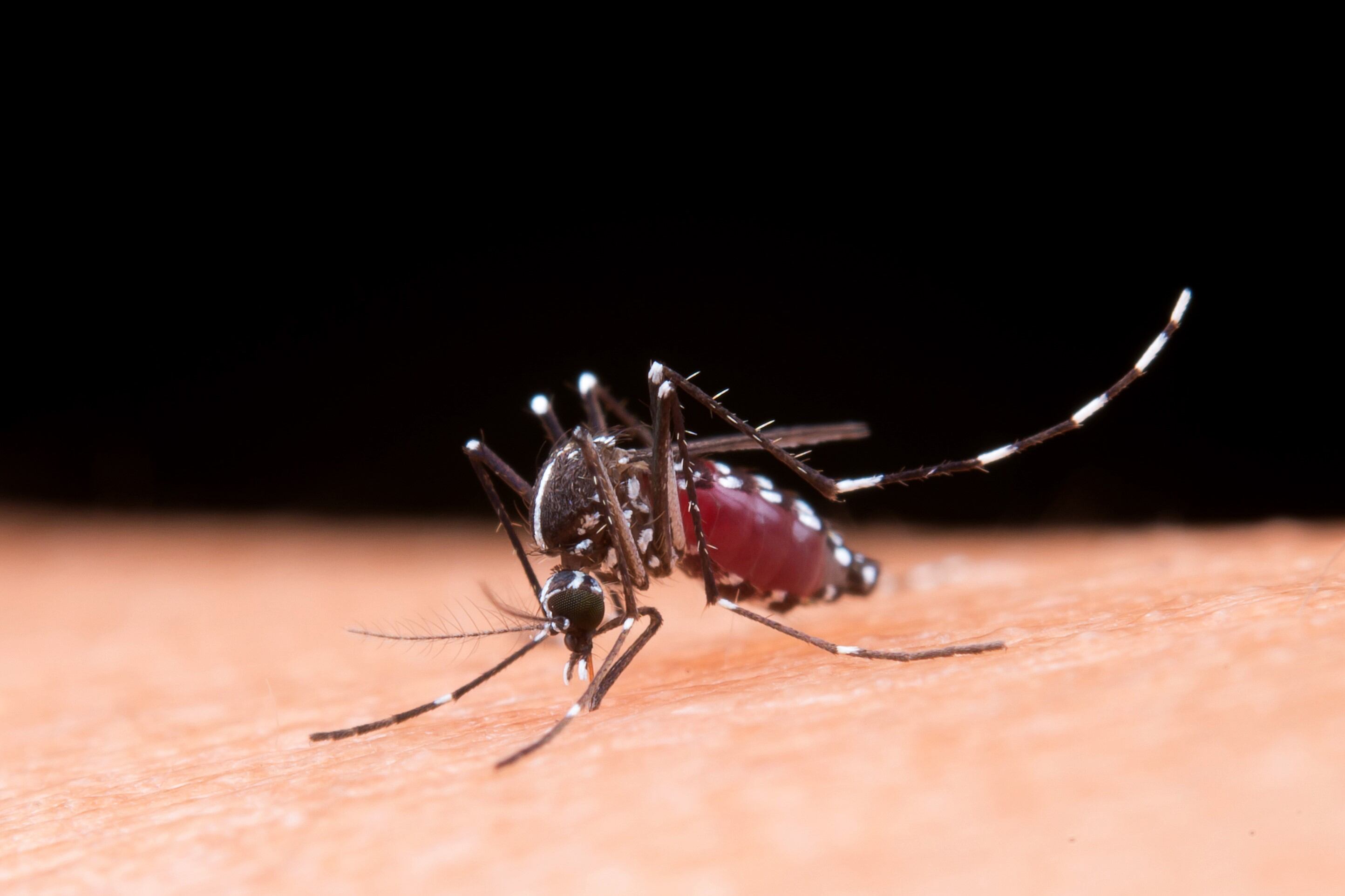 En la Ciudad de Buenos Aires hay 3.689 casos confirmados y probables de dengue. Imagen: FreePik.