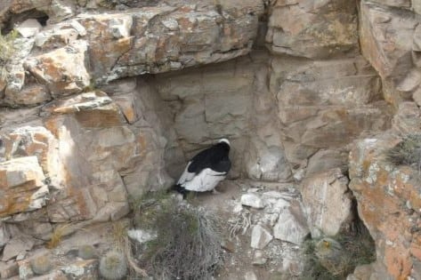 El desarrollo del pichón de cóndor andino es óptimo hasta el momento. Imagen: Prensa Gobierno de Mendoza.