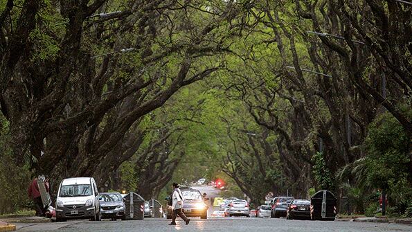 Cada vez quedan menos de las magníficas arboledas que hacían mejor la vida en la ciudad.